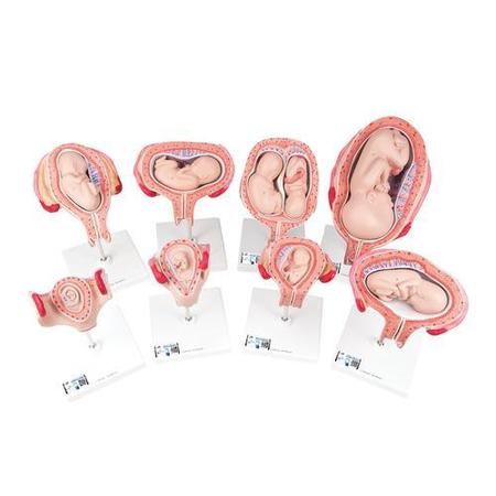 3B SCIENTIFIC Pregnancy Series, 8 Models - w/ 3B Smart Anatomy 1018627